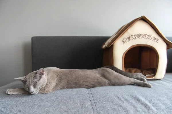 Bella Gattino Dormire Sul Letto — Foto Stock