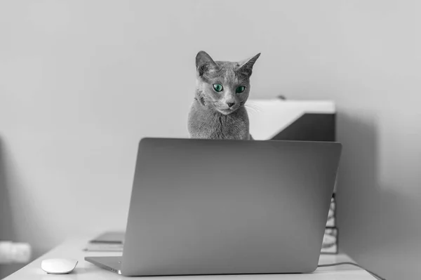 Gato Azul Russo Bonito Com Focinho Emocional Engraçado Sentado Keayboard — Fotografia de Stock