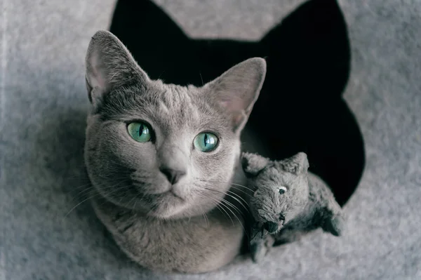 Portrait of purebreed russian blue cat with funny expressive muzzle play and have with toy mouse at cat house. Set of actions of blue eyed female kitty and its enemy - toy mouse. Animals frinedship.