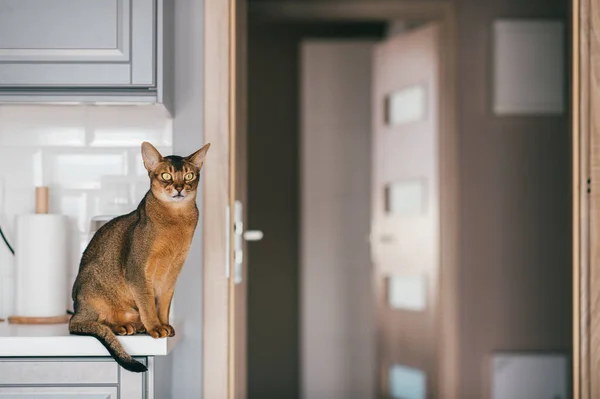 Schöne Lustige Kätzchen Der Küche — Stockfoto
