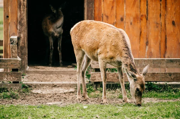 Skupina Jelenů Divoké Zvěře Zoo Venkovní Létě Doe Fawn Eatern — Stock fotografie