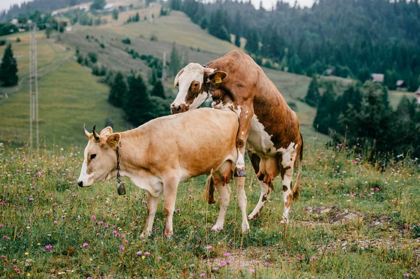 Two funny spotted cows playing sex games on pasture in highland  in summer day. Cattle mating on field with beautiful landscape view at mountains and forest on background.  Animal mating habits