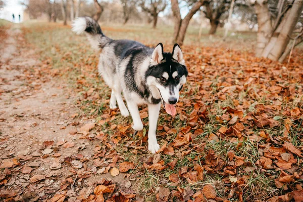 秋の紅葉の道を大人の犬が走っています ハスキーは秋の日に通りを歩く 秋の日には大きな犬が通りを歩き — ストック写真