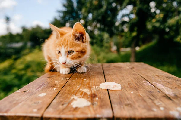 Ginger Kitten Table — Stock Photo, Image