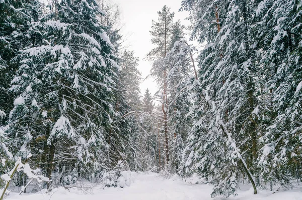 Υπέροχο Μαγικό Παραμυθένιο Χειμερινό Δάσος Όμορφο Γραφικό Χειμωνιάτικο Τοπίο Άγριας — Φωτογραφία Αρχείου