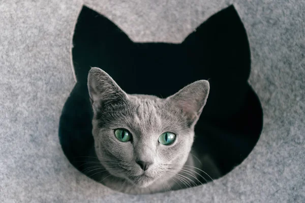 可爱的小猫从猫屋看去 可爱的俄国蓝猫肖像 — 图库照片