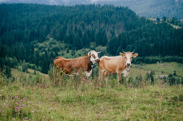 Two funny spotted cows playing sex games on pasture in highland  in summer day. Cattle mating on field with beautiful landscape view at mountains and forest on background.  Animal mating habits