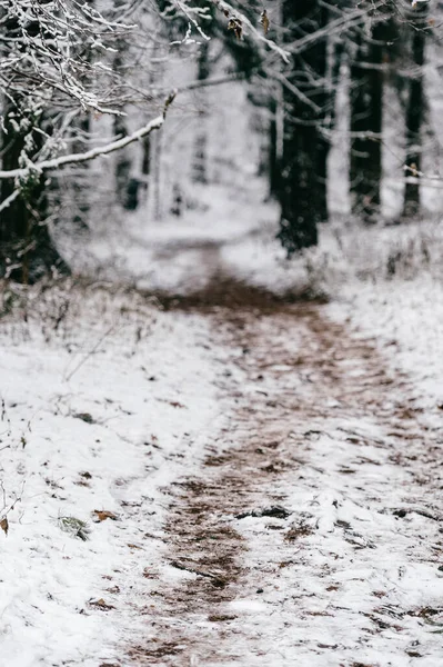 Winterweg Snowy Track Het Bos Bomen Vegetatie Omgeving Koude Natuur — Stockfoto