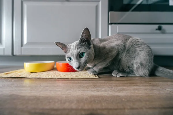 Chat Bleu Russe Avec Muselière Émotionnelle Expressive Drôle Manger Nourriture — Photo