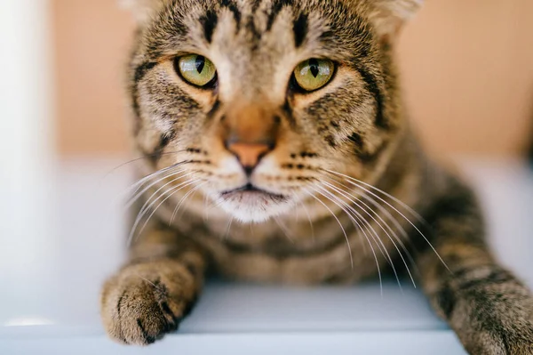 Nahaufnahme Porträt Der Lustigen Katzenschnauze Lyiung Auf Dem Empfangstisch Der — Stockfoto