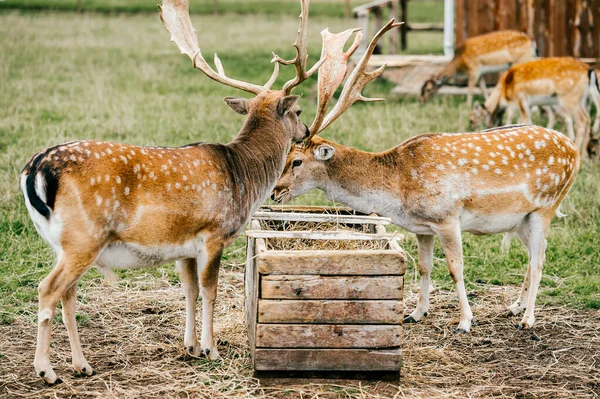 Skupina Jelenů Divoké Zvěře Zoo Venkovní Létě Doe Fawn Eatern — Stock fotografie