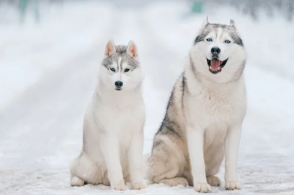 Vinterporträtt Härliga Par Sibiriska Huskyvalpar Som Står Snöig Väg Söt — Stockfoto