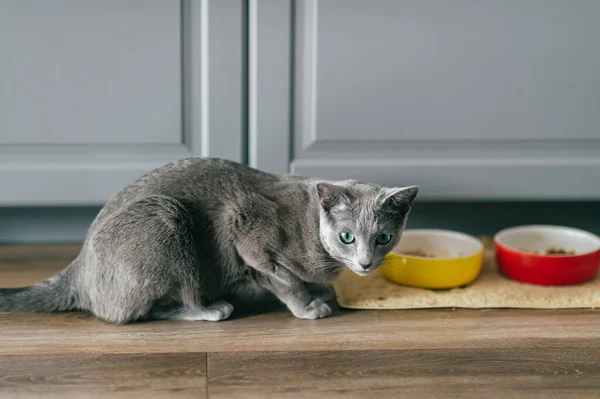 Russian blue cat with funny expressive emotional muzzle eating cat food on kitechen at home. Portrait of lovely breeding kitten having dinner at home. Cute hungry pussycat eating on floor