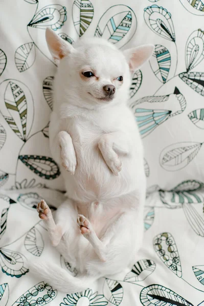 Bella Carina Chihuahua Cane Maschio Con Divertente Faccia Emotiva Sdraiato — Foto Stock