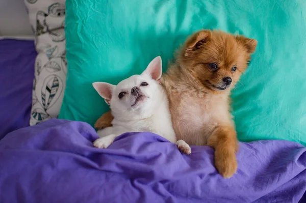 Doce Adorável Casal Abraçar Cão Cachorro Pomeranian Cachorro Chihuahua Estão — Fotografia de Stock