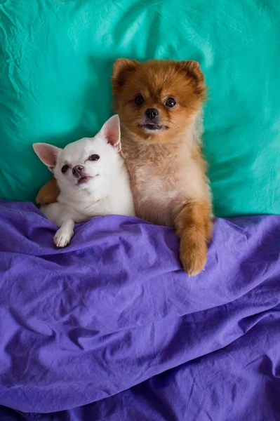 Dulce Encantadora Pareja Abrazar Perro Cachorro Pomerania Perro Chihuahua Cachorro —  Fotos de Stock