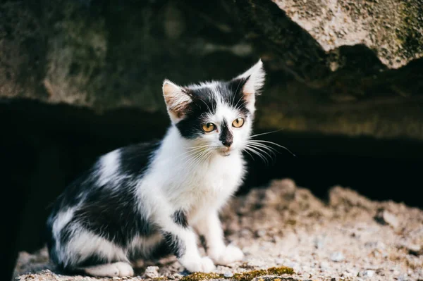 Yeni Doğmuş Sevimli Evsiz Kedi Yavrusu Belediye Köprüsünün Altında Oturuyor — Stok fotoğraf