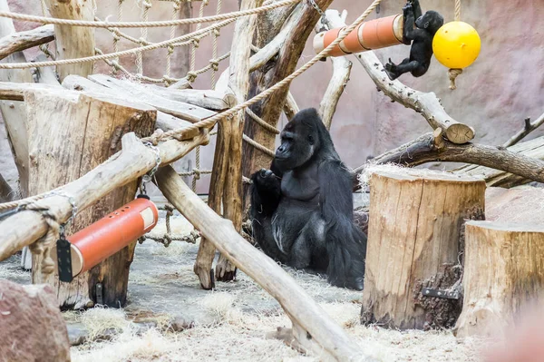 Gorile Amuzante Din Grădina Zoologică Din Praga Joacă Distrează Mănâncă — Fotografie, imagine de stoc