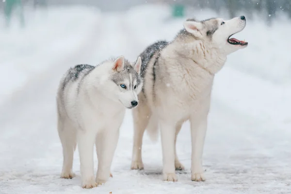 Retrato Invierno Una Encantadora Pareja Cachorros Husky Siberianos Pie Camino — Foto de Stock