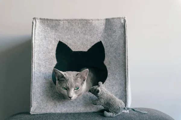 Portrait of purebreed russian blue cat with funny expressive muzzle play and have with toy mouse at cat house. Set of actions of blue eyed female kitty and its enemy - toy mouse. Animals frinedship.