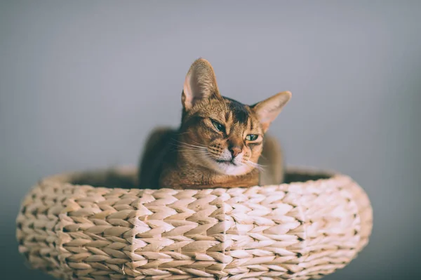 Abessinische Katze Strohkorb Liegend Schöne Kätzchen Getönten Porträt — Stockfoto
