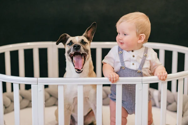 Precioso Bebé Niño Con Perro Pie Juntos Cuna Sobre Fondo —  Fotos de Stock