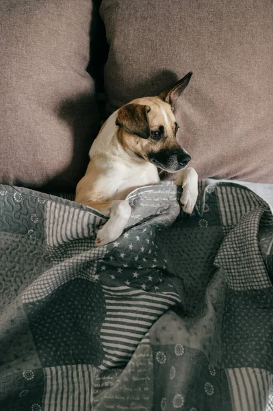 Cão Feliz Deitado Volta Cama Sob Cobertor — Fotografia de Stock