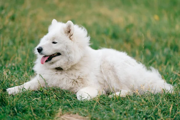 Adorável Incrível Branco Fofo Feliz Samoyed Cachorro Deitado Grama Livre — Fotografia de Stock