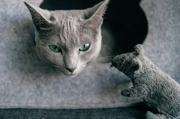 Portrait of purebreed russian blue cat with funny expressive muzzle play and have with toy mouse at cat house. Set of actions of blue eyed female kitty and its enemy - toy mouse. Animals frinedship.