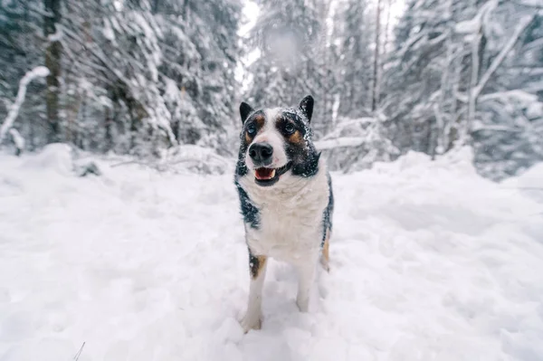 Αστείος Σκύλος Στο Χιονισμένο Δάσος — Φωτογραφία Αρχείου