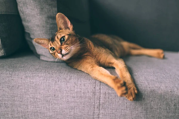 Abessinische Katze Auf Sofa Liegend Schöne Kleine Kätzchen Entspannen — Stockfoto