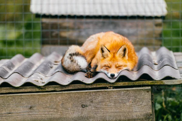 Mladá Roztomilá Liška Spící Střeše Chovatelské Stanice Evropské Zoologické Zahradě — Stock fotografie