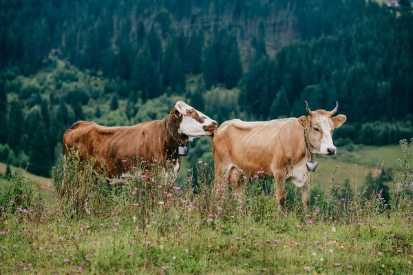 Two funny spotted cows playing sex games on pasture in highland  in summer day. Cattle mating on field with beautiful landscape view at mountains and forest on background.  Animal mating habits