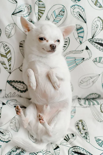 Bella Carina Chihuahua Cane Maschio Con Divertente Faccia Emotiva Sdraiato — Foto Stock