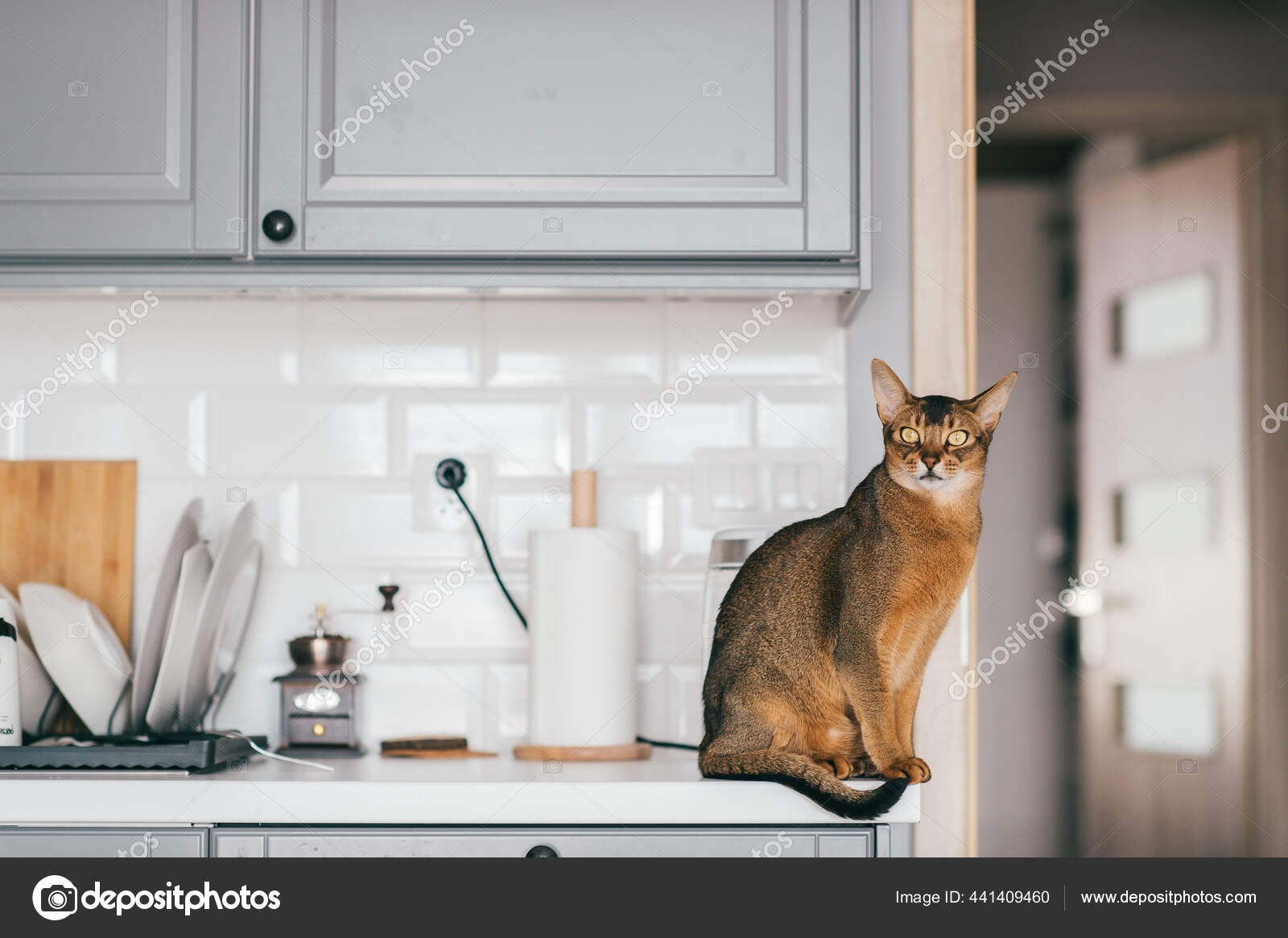 Lovely Funny Kitten Kitchen — Stock Photo ©