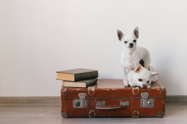 İki chihuahua yavrusu bavulun üzerinde yatıyor. Evdeki memeli hayvanlar. Komik yüzlü sevimli köpekler. Beyaz duvarda izole edilmiş evcil hayvanlar. Yola çıkmaya hazırız. Eski kitaplar. Garip ağızlıklar kameraya bakıyor..