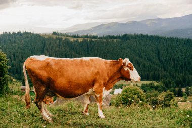 Dağlarda otlayan kahverengi inek