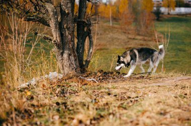 Güzel pofuduk, tüylü, gri, kahverengi gözlü köpek yavrusu portresi. Sonbaharda doğada güzel, sevimli, tüylü küçük bir köpek. Şirin evcil hayvanlar dışarıda eğleniyor. Yalnız kurt balığı etobur hayvan