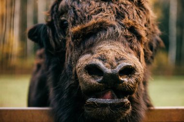Korkunç, öfkeli, korkunç, korkunç canavar portresi. Tanımlanamayan hayvan çenesi. Bilinmeyen korkunç, korkunç, garip, garip, garip ve alışılmadık kıllı ağızlıklı. Antik atavizm. Vahşi, güçlü, ilkel.