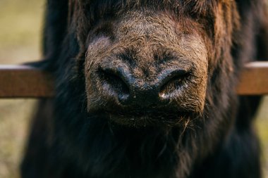 Korkunç, öfkeli, korkunç, korkunç canavar portresi. Tanımlanamayan hayvan çenesi. Bilinmeyen korkunç, korkunç, garip, garip, garip ve alışılmadık kıllı ağızlıklı. Antik atavizm. Vahşi, güçlü, ilkel.