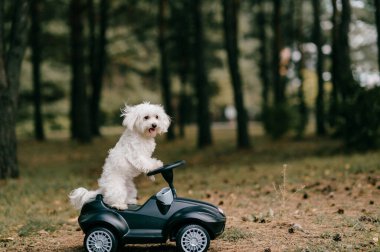 Güzel beyaz köpeğin resmi yaz ormanlarında oyuncak bir arabaya biniyor.