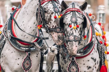 Turistleri at arabasına bindirmek için iki madalyalı at.
