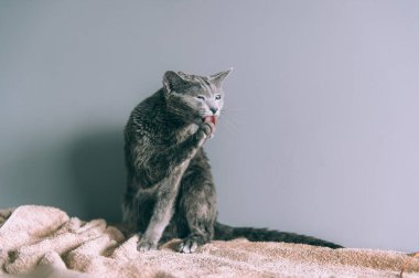 Gri arka planda banyo yaptıktan sonra komik, ıslak, sevimli kedi yavrusunu yıkadım. Evcil hayvanlar ve yaşam tarzı konsepti. Renkli portreyi yıkadıktan sonra sevimli tüylü Rus mavi kedisi.