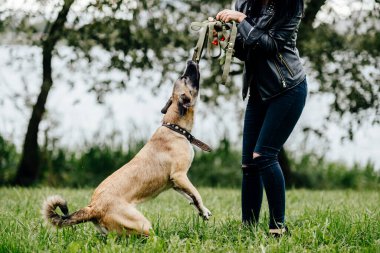 Genç aktif hayvan koruyucusu kız oyun oynuyor ve yazın öfkeli, hızlı, neşeli köpeğiyle eğleniyor. Komik ağızlıklı çılgın köpek yavrusuyla yürüyen tatlı bir bayan sahibi. Nazik kadın köpeğe değer verir