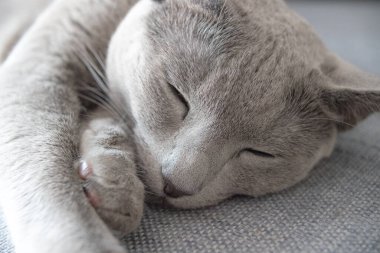 Güzel kedi yatakta uyuyor..