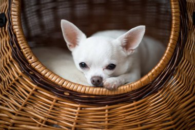 Güzel ve sevimli küçük chihuahua yavrusu hasır köpek kulübesi sepetinde dinleniyor ve dışarı bakıyor.