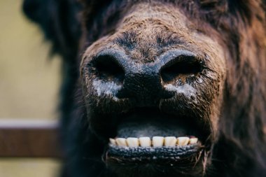 Korkunç, öfkeli, korkunç, korkunç canavar portresi. Tanımlanamayan hayvan çenesi. Bilinmeyen korkunç, korkunç, garip, garip, garip ve alışılmadık kıllı ağızlıklı. Antik atavizm. Vahşi, güçlü, ilkel.