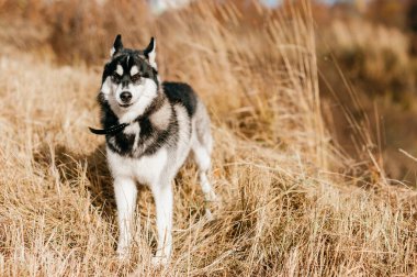 Güzel pofuduk, tüylü, gri, kahverengi gözlü köpek yavrusu portresi. Sonbaharda doğada güzel, sevimli, tüylü küçük bir köpek. Şirin evcil hayvanlar dışarıda eğleniyor. Yalnız kurt balığı etobur hayvan