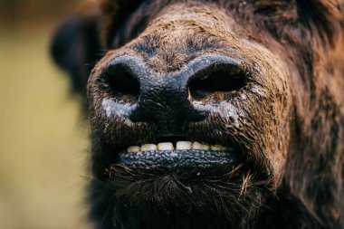 Korkunç, öfkeli, korkunç, korkunç canavar portresi. Tanımlanamayan hayvan çenesi. Bilinmeyen korkunç, korkunç, garip, garip, garip ve alışılmadık kıllı ağızlıklı. Antik atavizm. Vahşi, güçlü, ilkel.