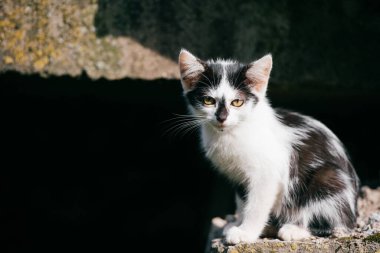 Şehir köprüsünün altında taşın kenarına oturmuş etrafa bakan küçük tüylü evsiz kedi yavrusu. Dışarıdaki tüylü sevimli kedi. Ev ve yiyecek arayan aç bir evcil hayvan. Hayvan portresi